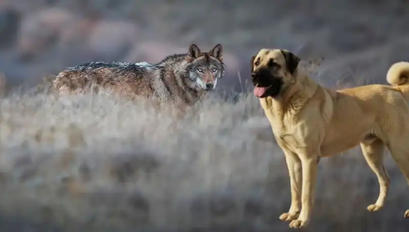 Kurt Popülasyonu Artıyor: Kangal Köpeğine Yoğun İlgi