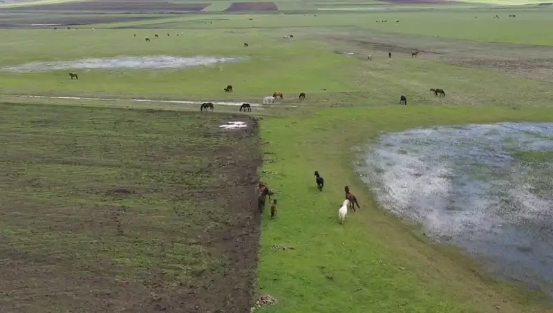 Kars’ın Büyüleyici Doğasında Yılkı Atlarının Sıra Dışı Görüntüleri