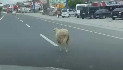 Yalova'da Kaçan Kurbanlıklar, Trafiği Kilitledi: O Anlar Kamerada!
