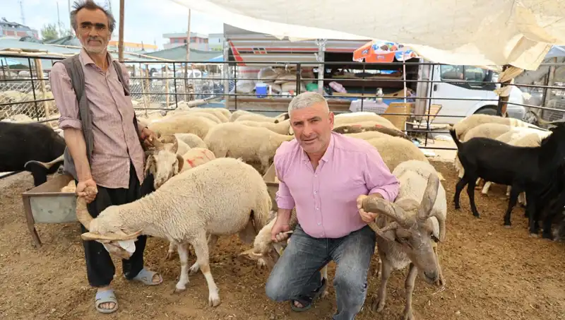 Kurban Pazarında Dikkat Çeken Zihinleri Allak Bullak Eden 4 Boynuzlu Koçlar