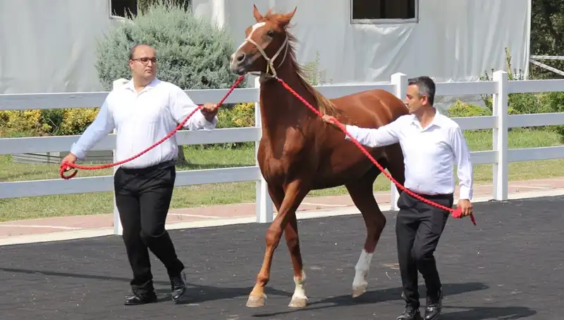 Rekor Kıran "Taşkın Kral": Doğa Üzerine Unutulmaz Bir Eser