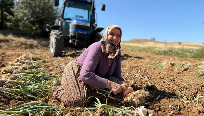 Dünyanın En Değerli Sebzesi: Tarladan Günde 1200 Liraya Selenyum Mucizesi!