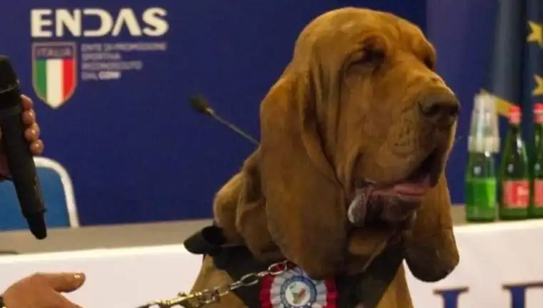 Arama Köpeğine Yapılan Çivili Sosisli Saldırı Şok Yarattı