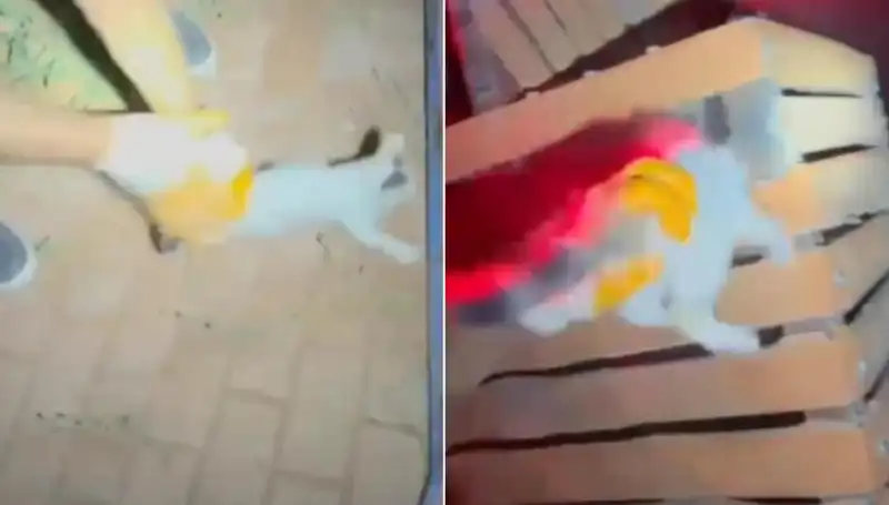 Gece Yarısı İtfaiye Ekipleri, Kedi Kurtarma Operasyonu ile Hayat Kurtardı!