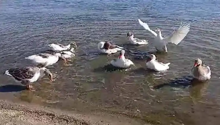 Denizde Yüzdükleri İçin Şikayet Edilen Kazlar, Kümese Kapandı!