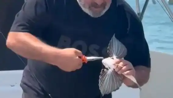 Saros Koyu'nda Nadir Görülen Kırlangıç Balığı Hayran Bıraktı