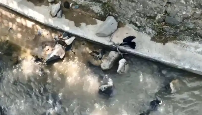 Yılandan Kaçan Karga'nın Cesur Saldırısı İle Şok Eden Anlar