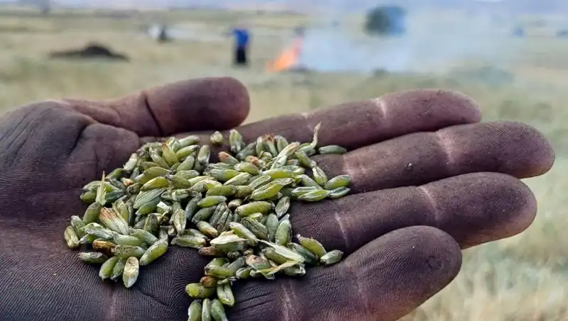 Firik Sezonu Başladı: Lezzeti ve Sağlığıyla Dikkat Çekiyor