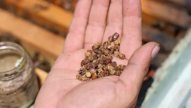 Eski Çöplüklerden Sofralara: Protein Zengini Yenilikçi Besinler