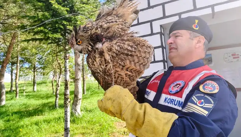 Dikenli Tellere Takılan Puhu: Doğa Severler İçin Umut Verici Bir Tıbbi Müdahale