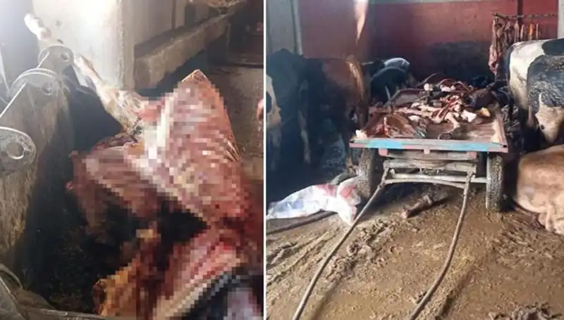 Adana'da İğrenç Buluş: 2,5 Ton At Eti Ele Geçirildi!