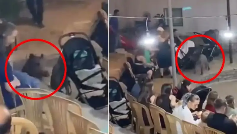 Pazar Gününün En İlginç Anı: Düğüne Yaşanan Domuz Baskını