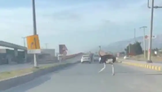 Trafikte Deve Kuşu Efsanesi: Şaşkın Geçiş Anları ve Yaşananlar