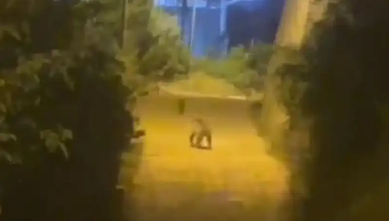 Gümüşhane Şehir Merkezine Ayı İndi: Vatandaşlar Şokta!