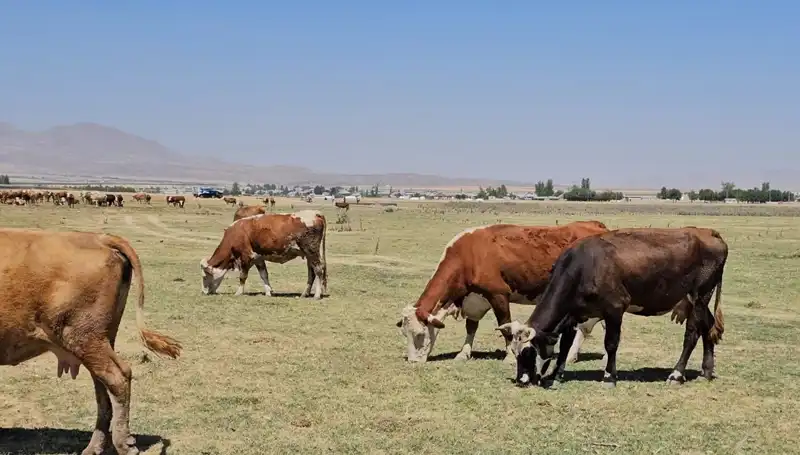 Arin Gölü’ndeki Kuruma Sorunu: Su Kıtlığı Kapıda mı?